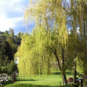 Genell-house-bc-grounds