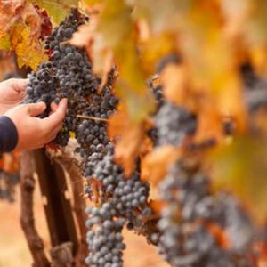 burgundy-wine-tour-france