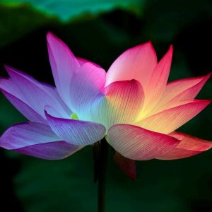 gay-prides-around-the-world